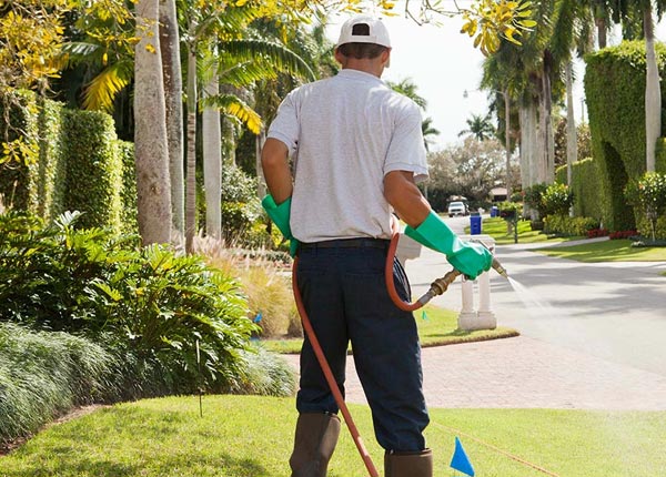 About Borrego Springs CA Pest Control Pros